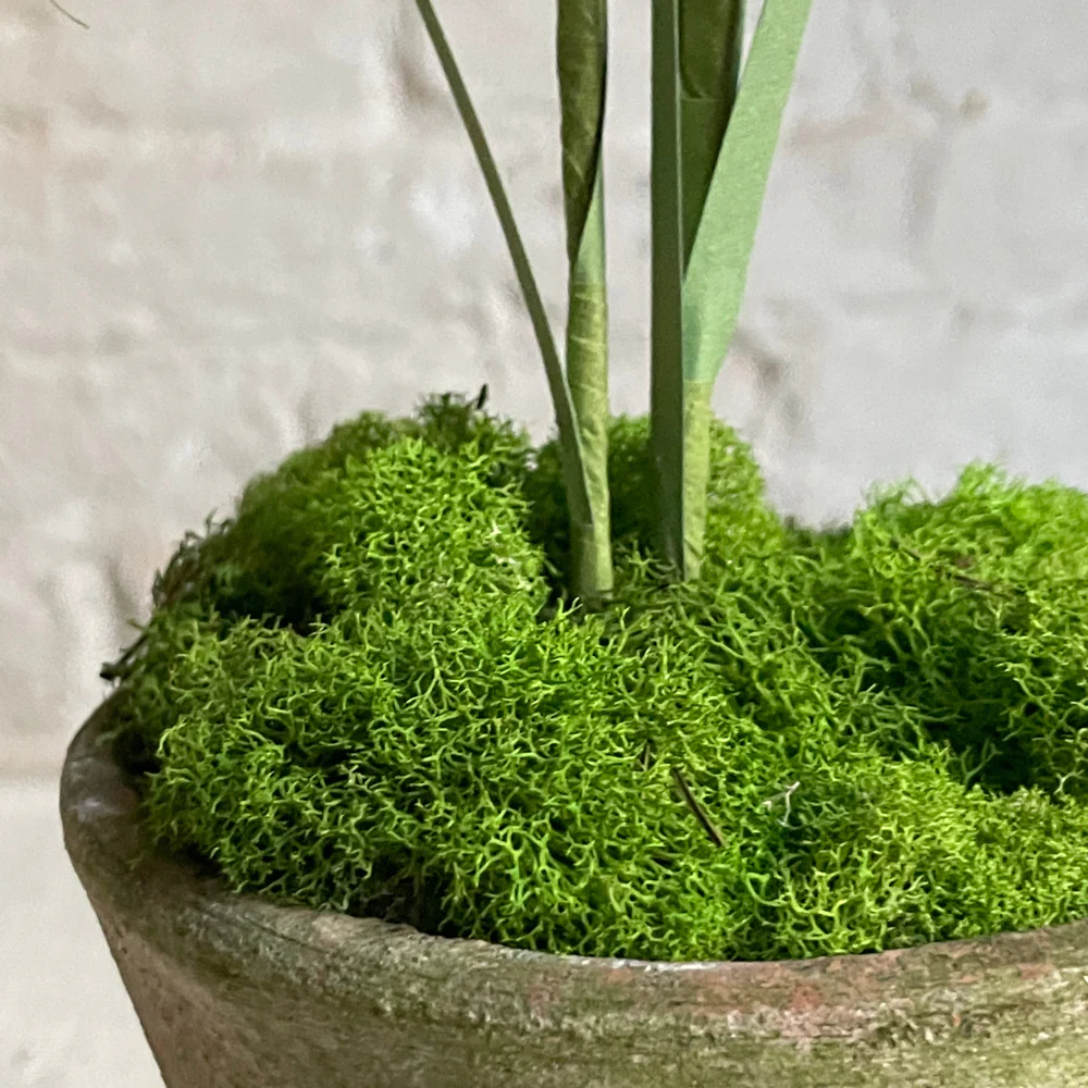 The Green Vase Potted Frittilaria - Image 2