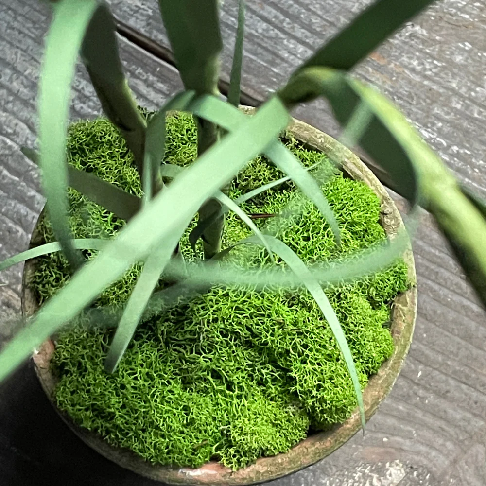 The Green Vase Potted Frittilaria - Image 5