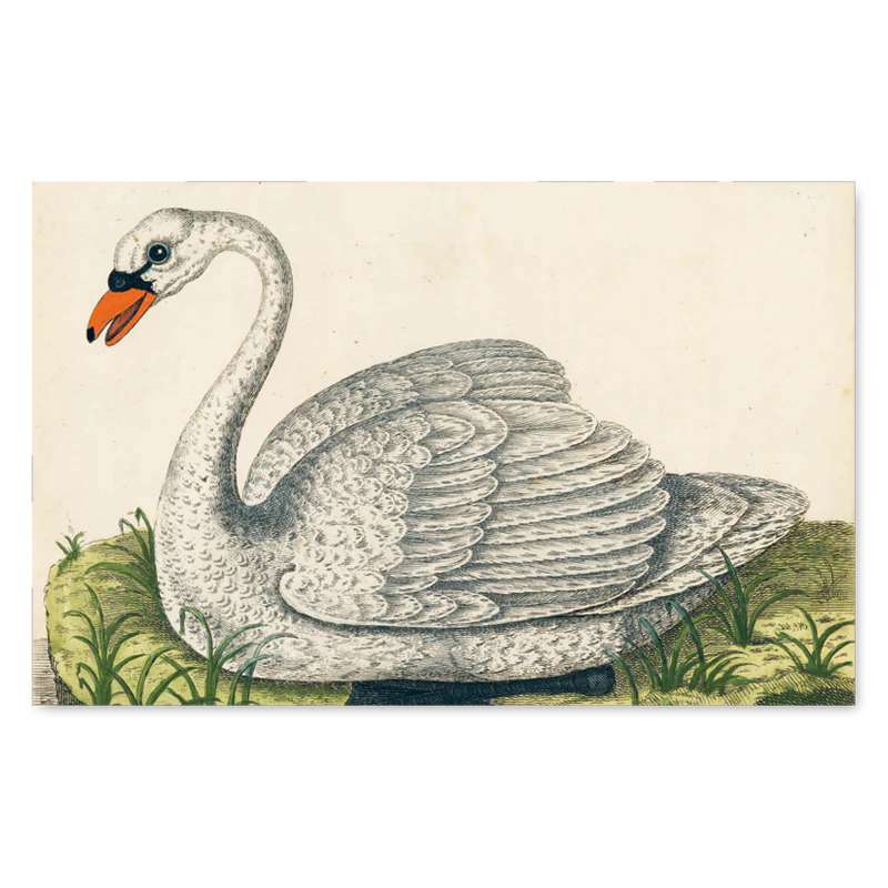 John Derian Picture Book - Image 3