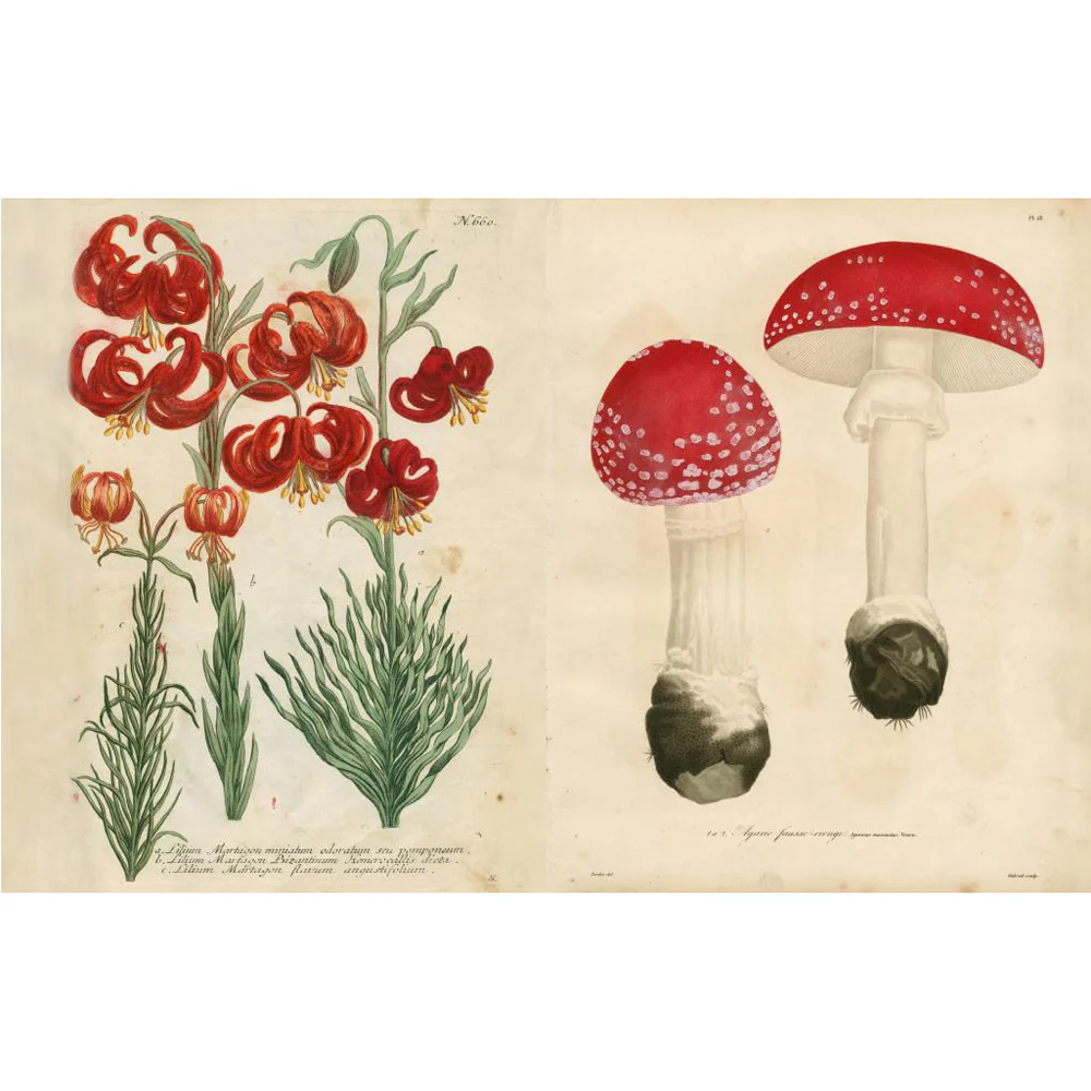 John Derian Picture Book II - Image 6