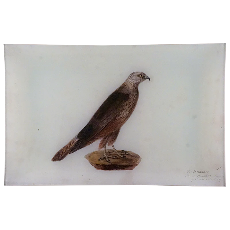 Buzzard 1830