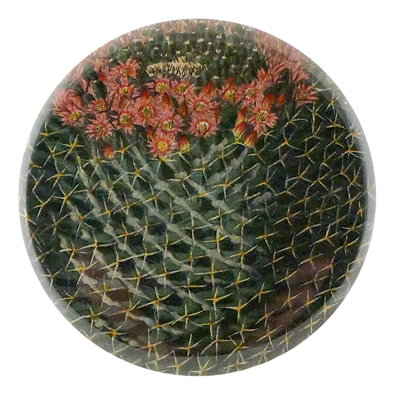 Four Spined Mammillaria