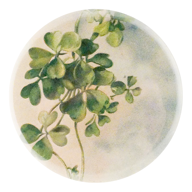 Killarney Clovers