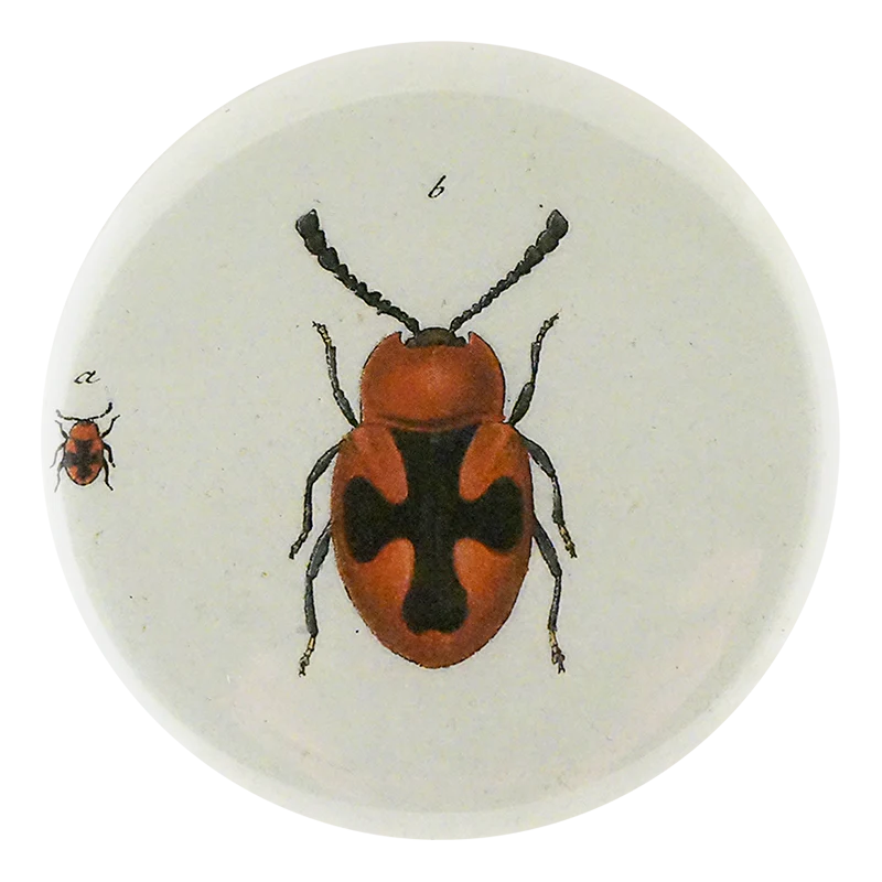Red Scarlet Fungus Beetle
