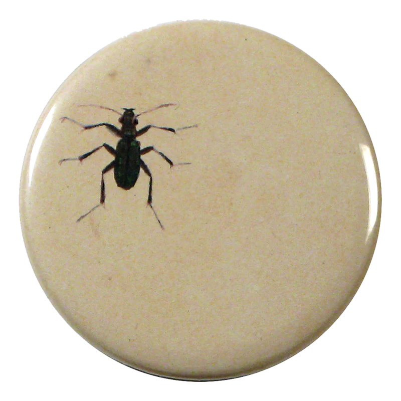 Ant