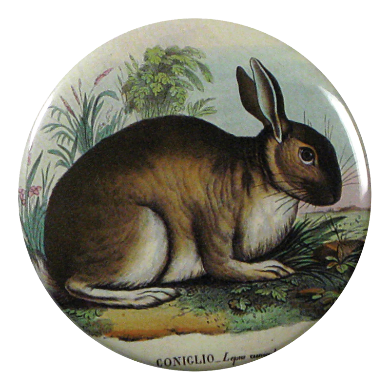 Rabbit