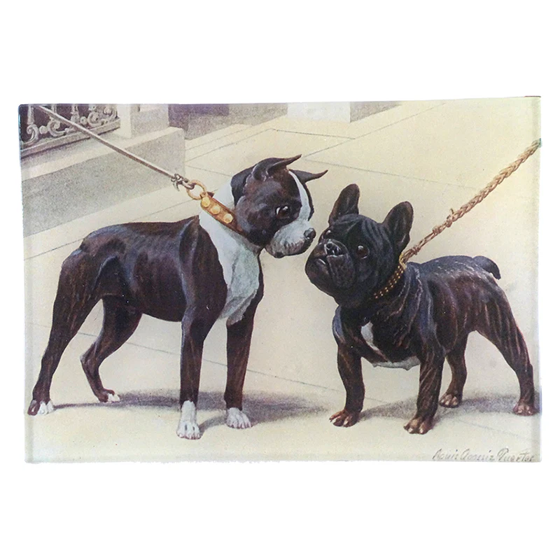 Boston Terrier & French Bulldog