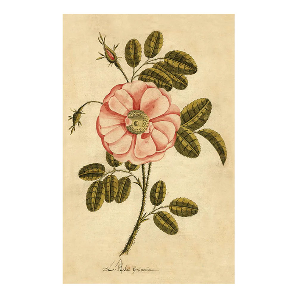 Painted Rose