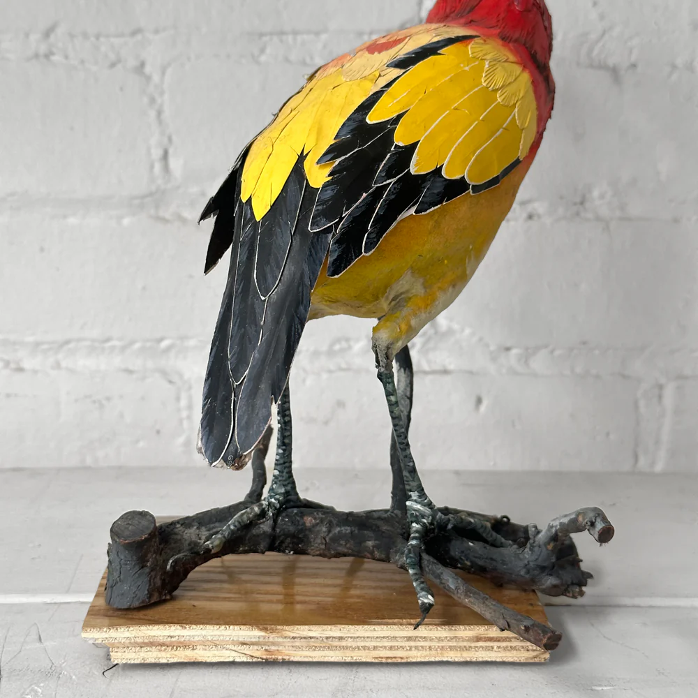 Papier-Mâché Flame Bower Bird #25 - Image 5