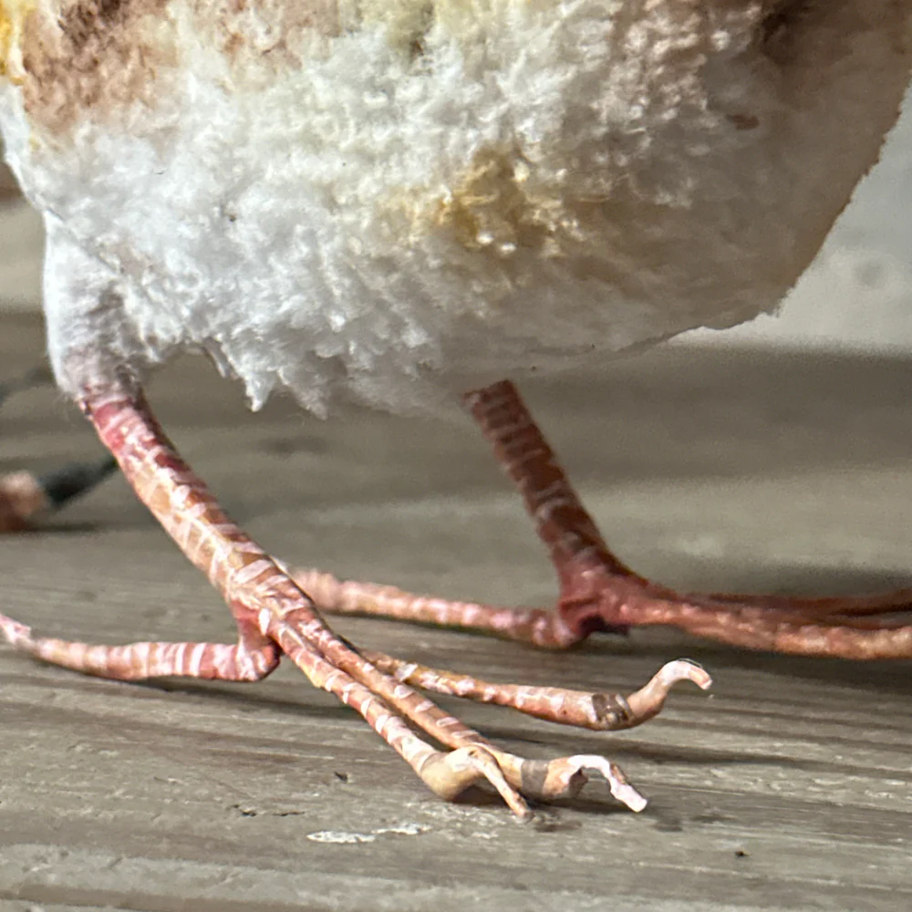 Papier-Mâché Guinea Fowl with Chick #38A - Image 8