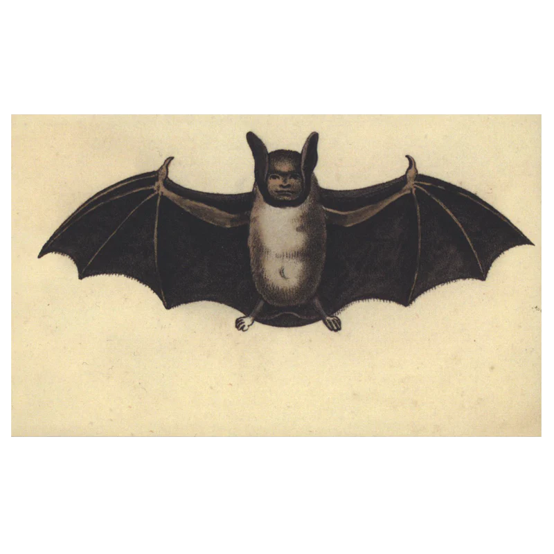 Human Bat
