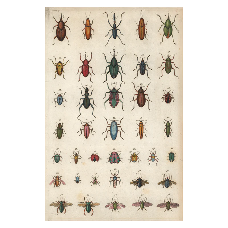 Insects