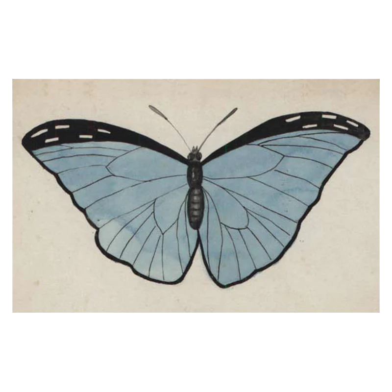 Pale Blue Butterfly