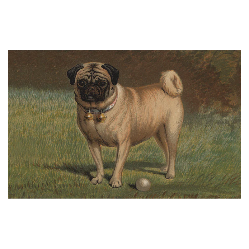Pug & Ball