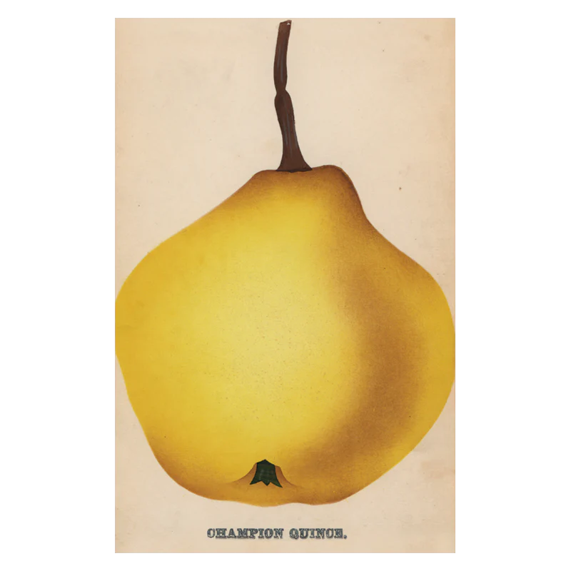 Champion Quince