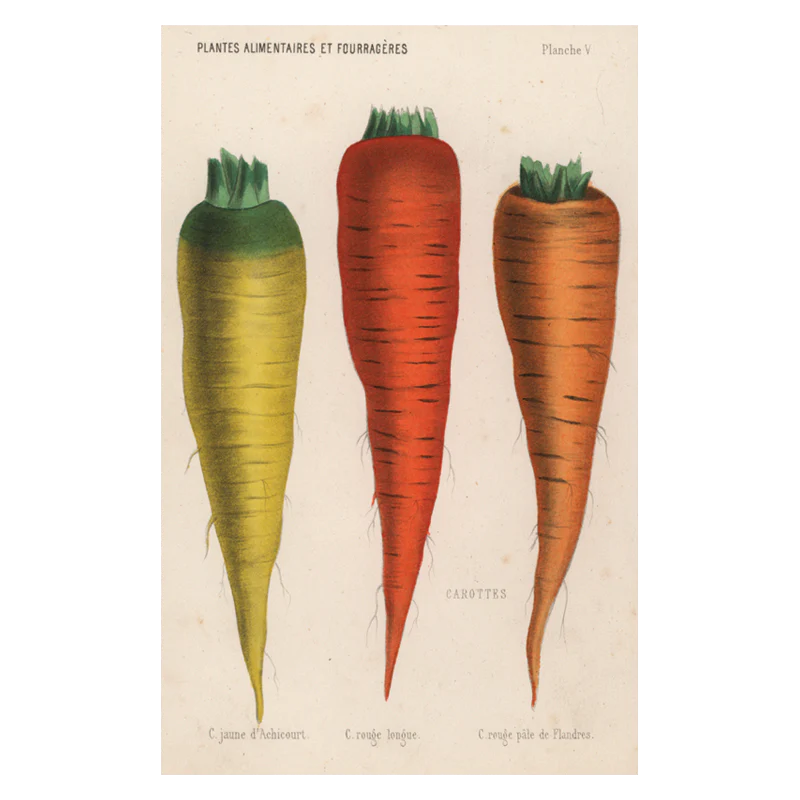 Carottes