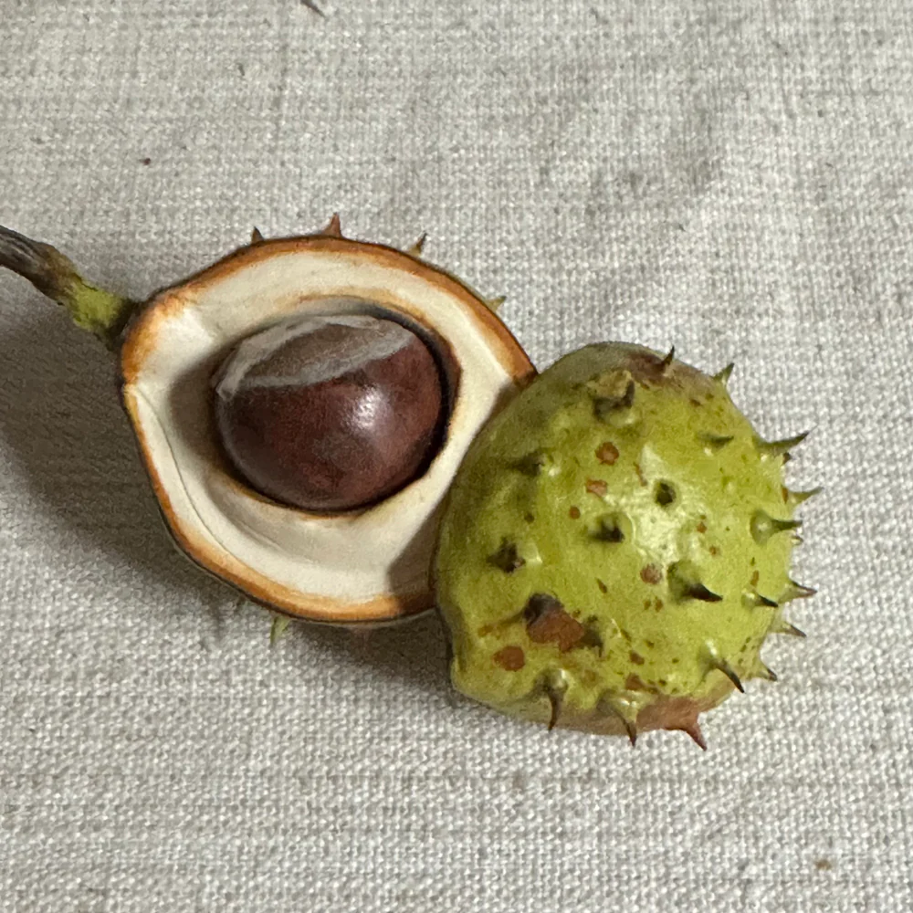 Porcelain Baby Horsechestnut Half Shell with Removable Nut & Lid on Twig - Image 2
