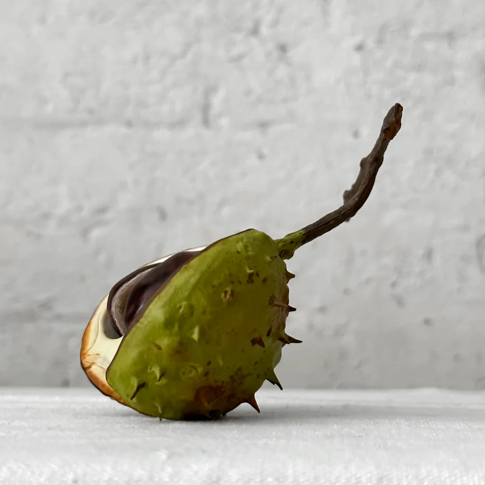 Porcelain Half Horse Chestnut with 2 Removable Horse Chestnuts - Image 2