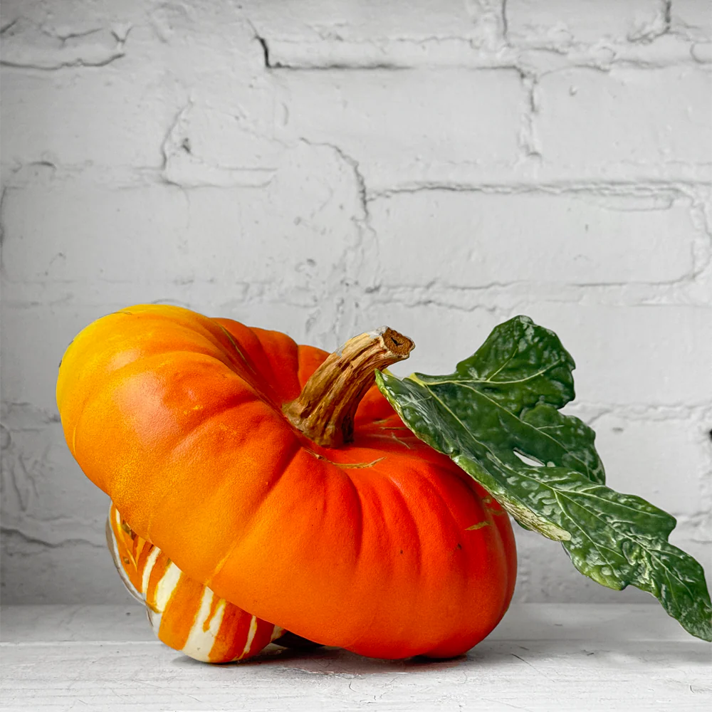 Porcelain Turban Squash with Leaf - Image 2