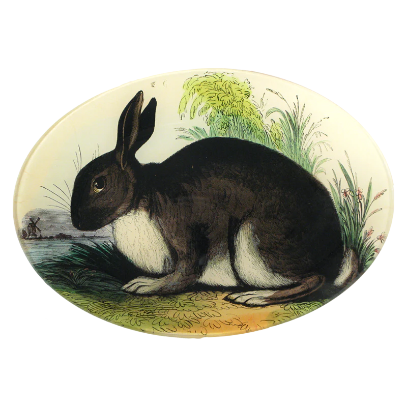 Rabbit