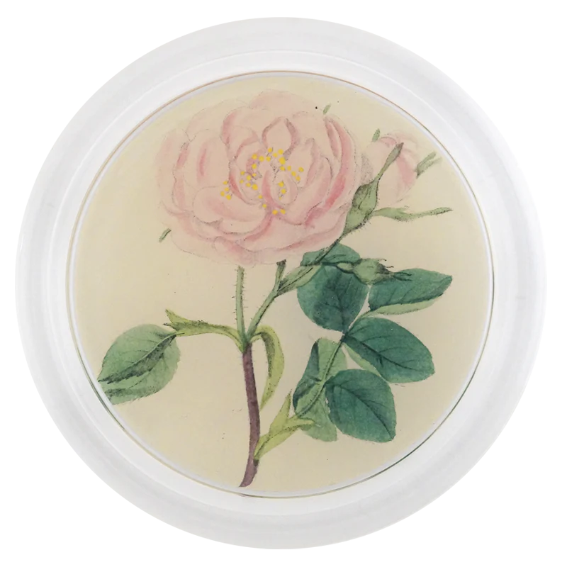 Rose 4