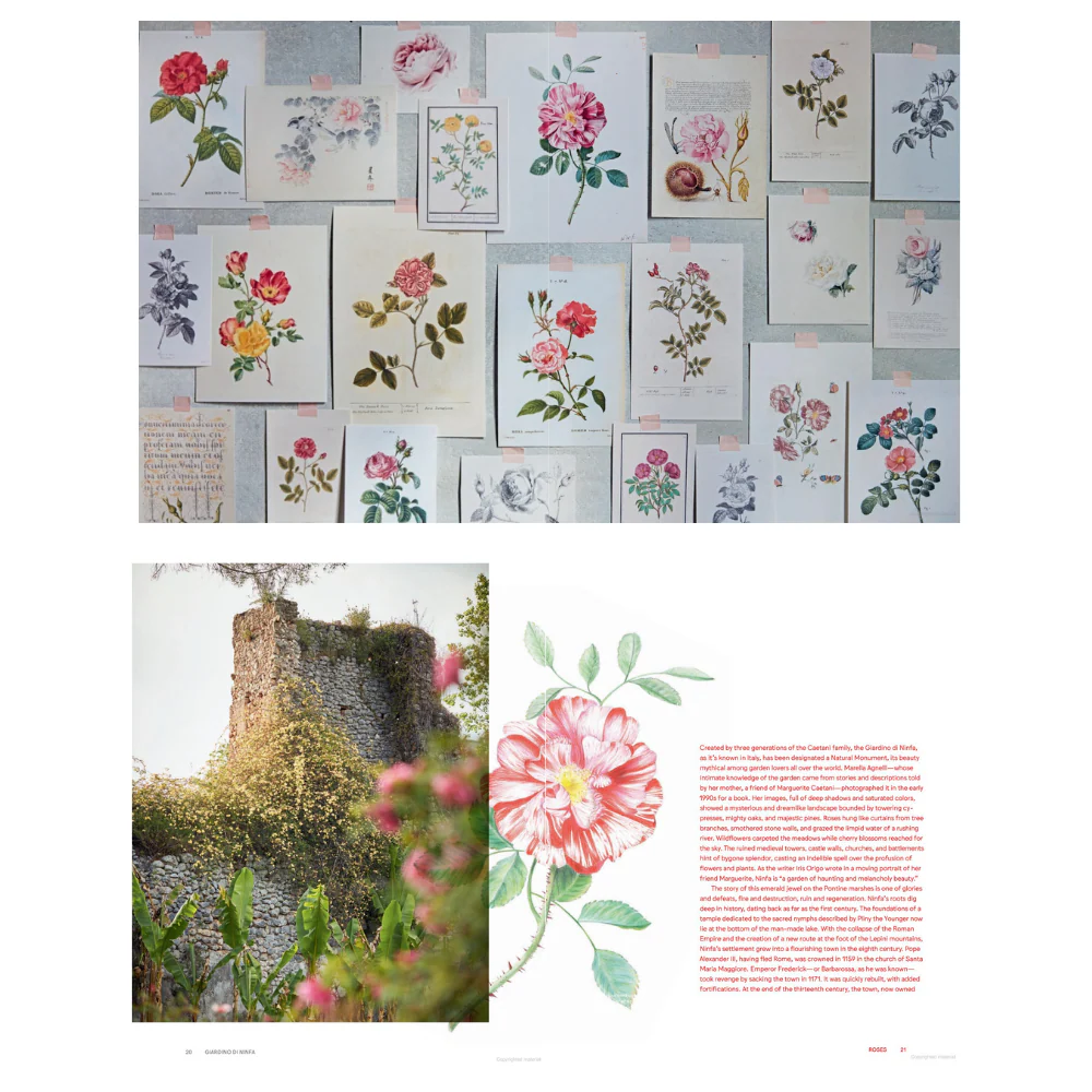 Roses in the Garden - Image 2