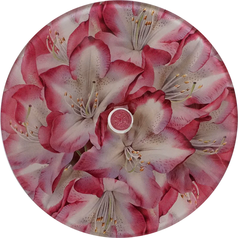 Rhododendron Princess of Wales - Image 2