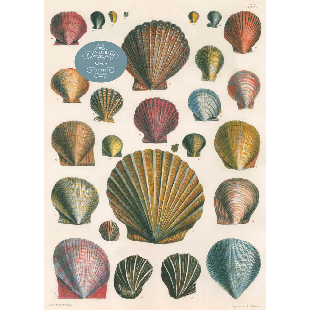 Shells - Image 2