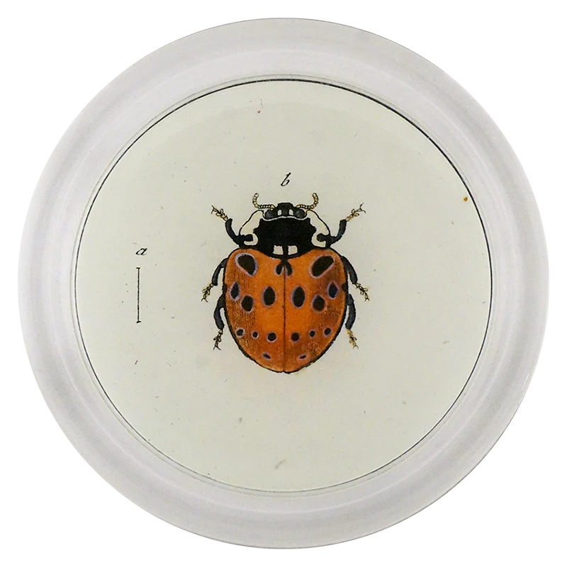 Spotted Ladybug