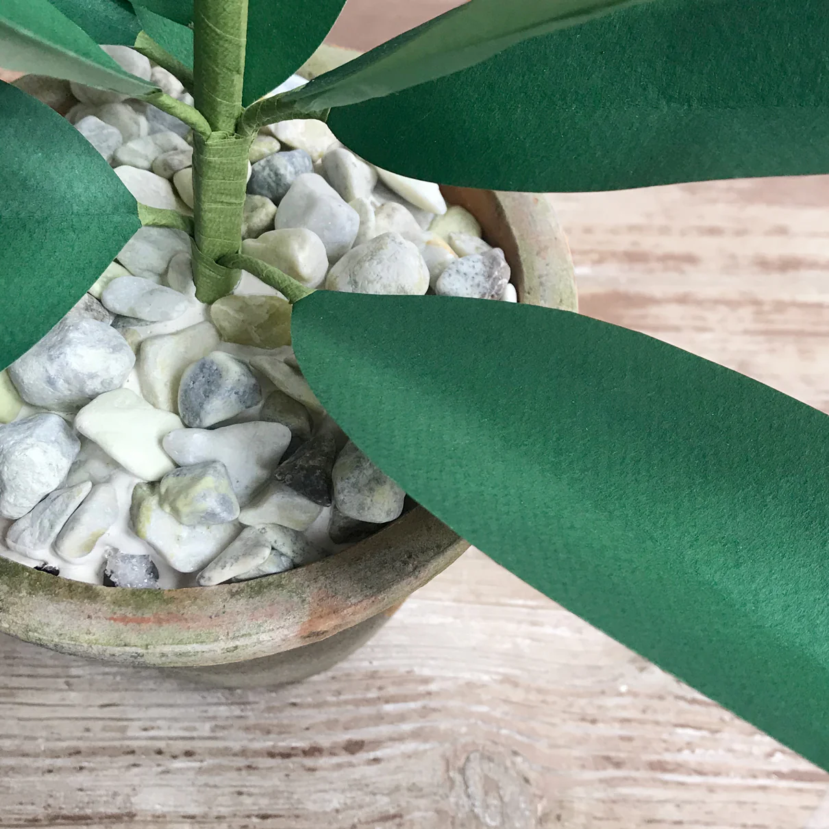 The Green Vase Potted Allium - Image 3