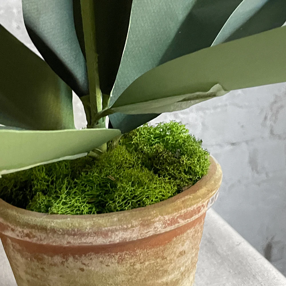 The Green Vase Potted Amaryllis Plant - Image 3
