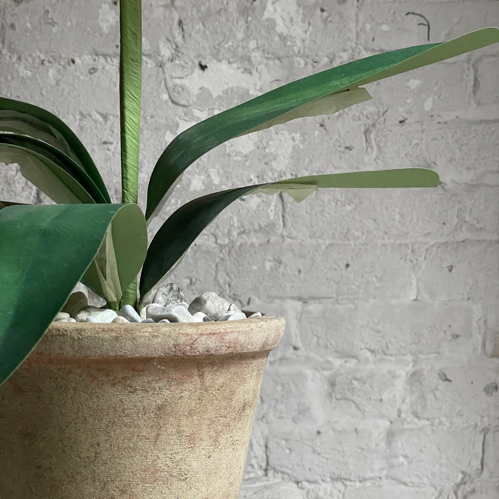 The Green Vase Potted Amaryllis Plant - Image 2