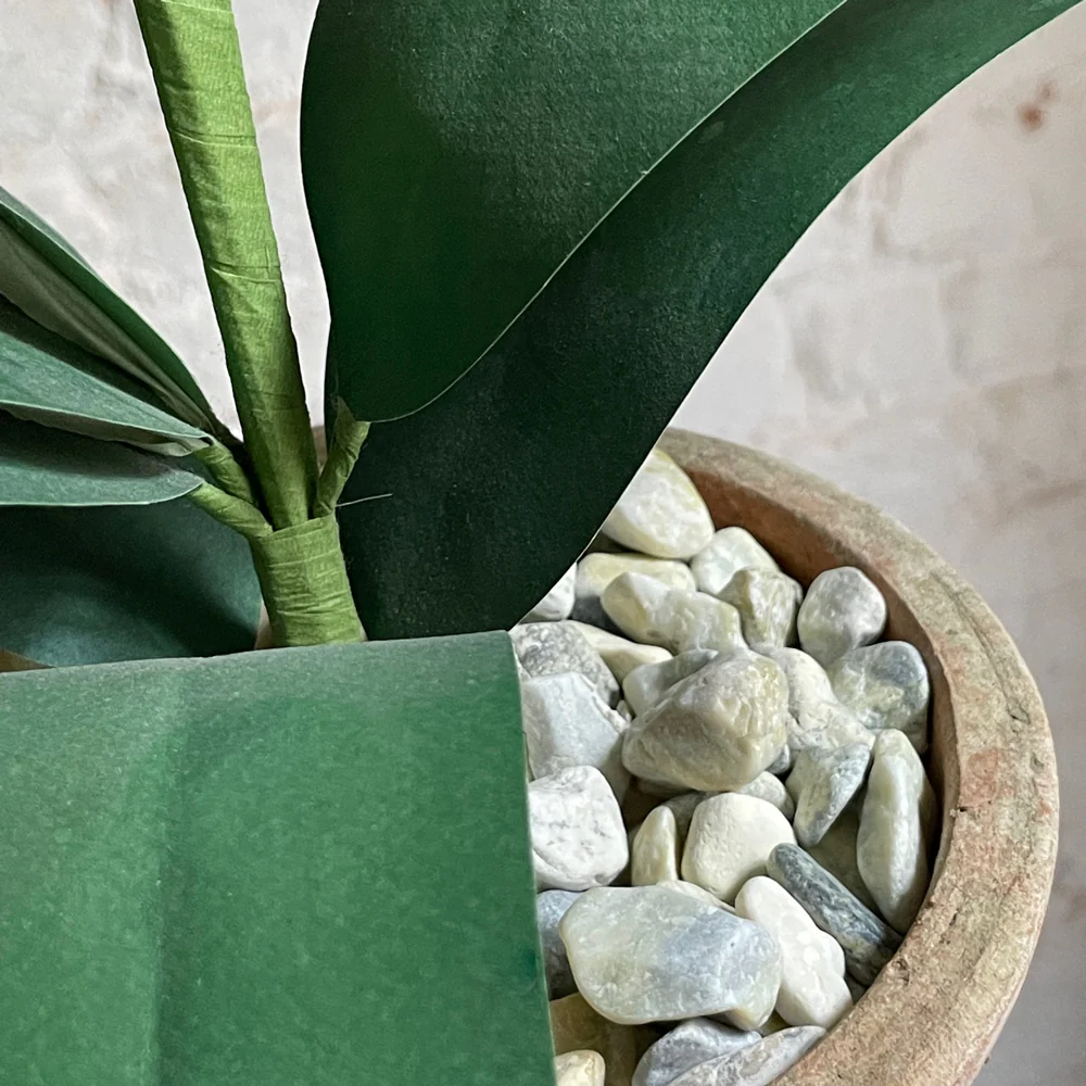 The Green Vase Potted Amaryllis Plant - Image 3