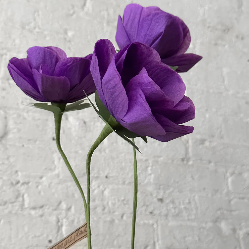 The Green Vase Potted Anemone Plant - Image 2