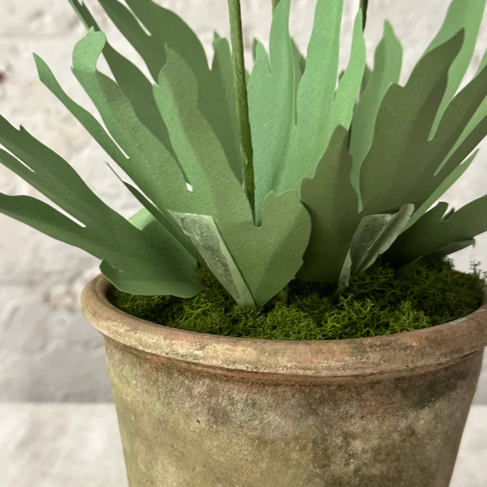 The Green Vase Potted Anemone Plant - Image 3