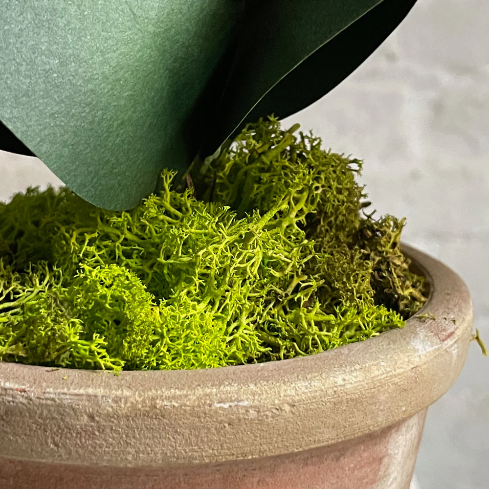 The Green Vase Potted Clivia Plant - Image 4