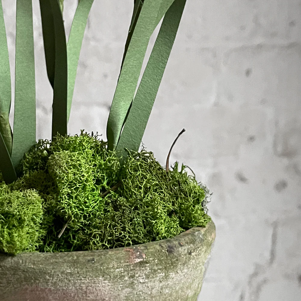 The Green Vase Potted Crocus Plant - Image 2