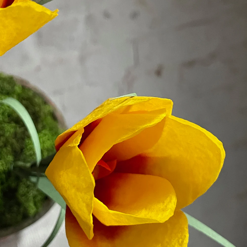 The Green Vase Potted Crocus Plant - Image 4