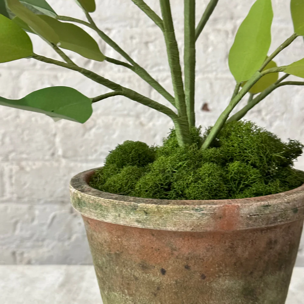 The Green Vase Potted Dahlia Plant - Image 3