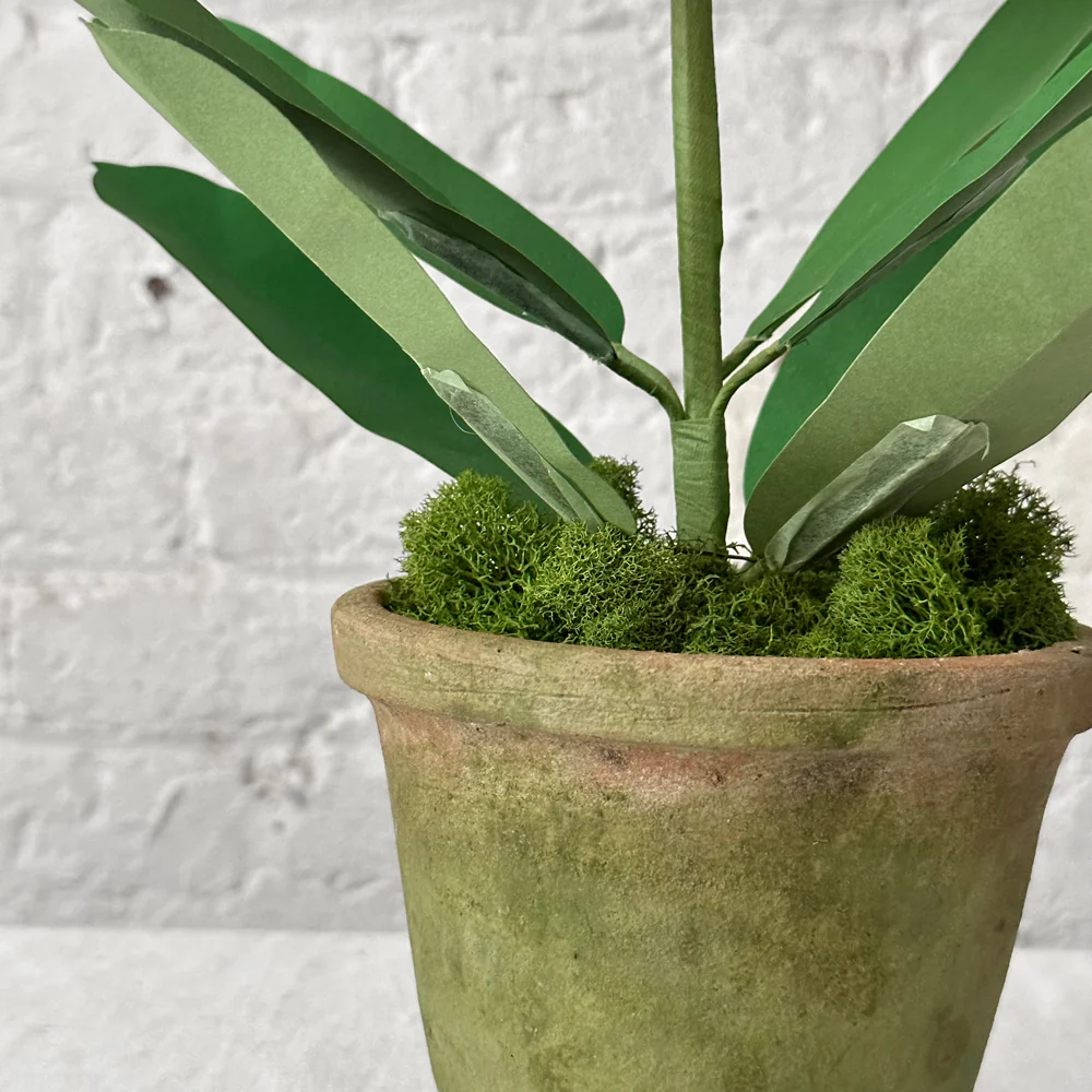 The Green Vase Potted Foxglove Plant - Image 2