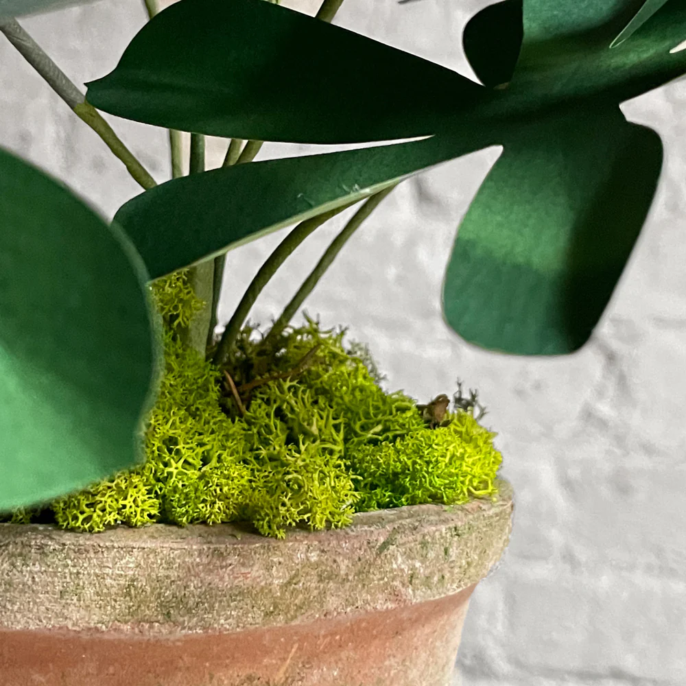 The Green Vase Potted Hellebore Plant - Image 3