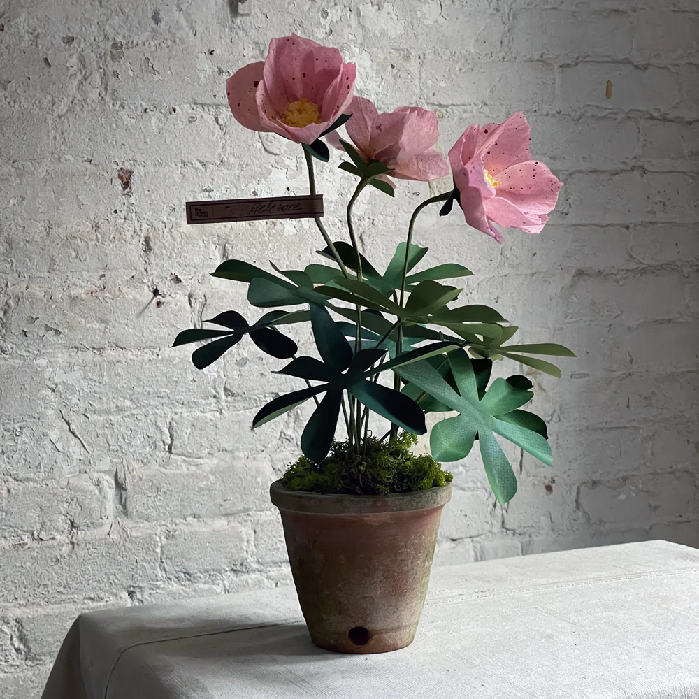 The Green Vase Potted Hellebore Plant - Image 4