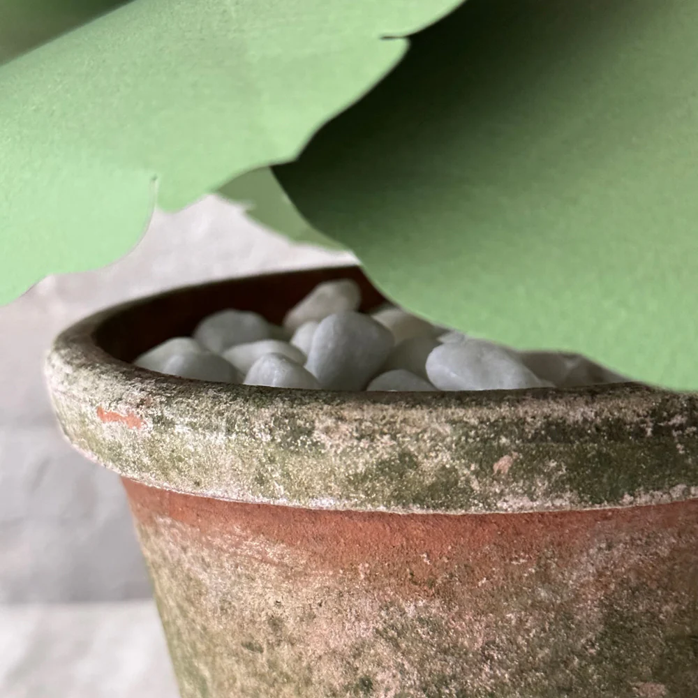 The Green Vase Potted Hollyhock Plant - Image 3