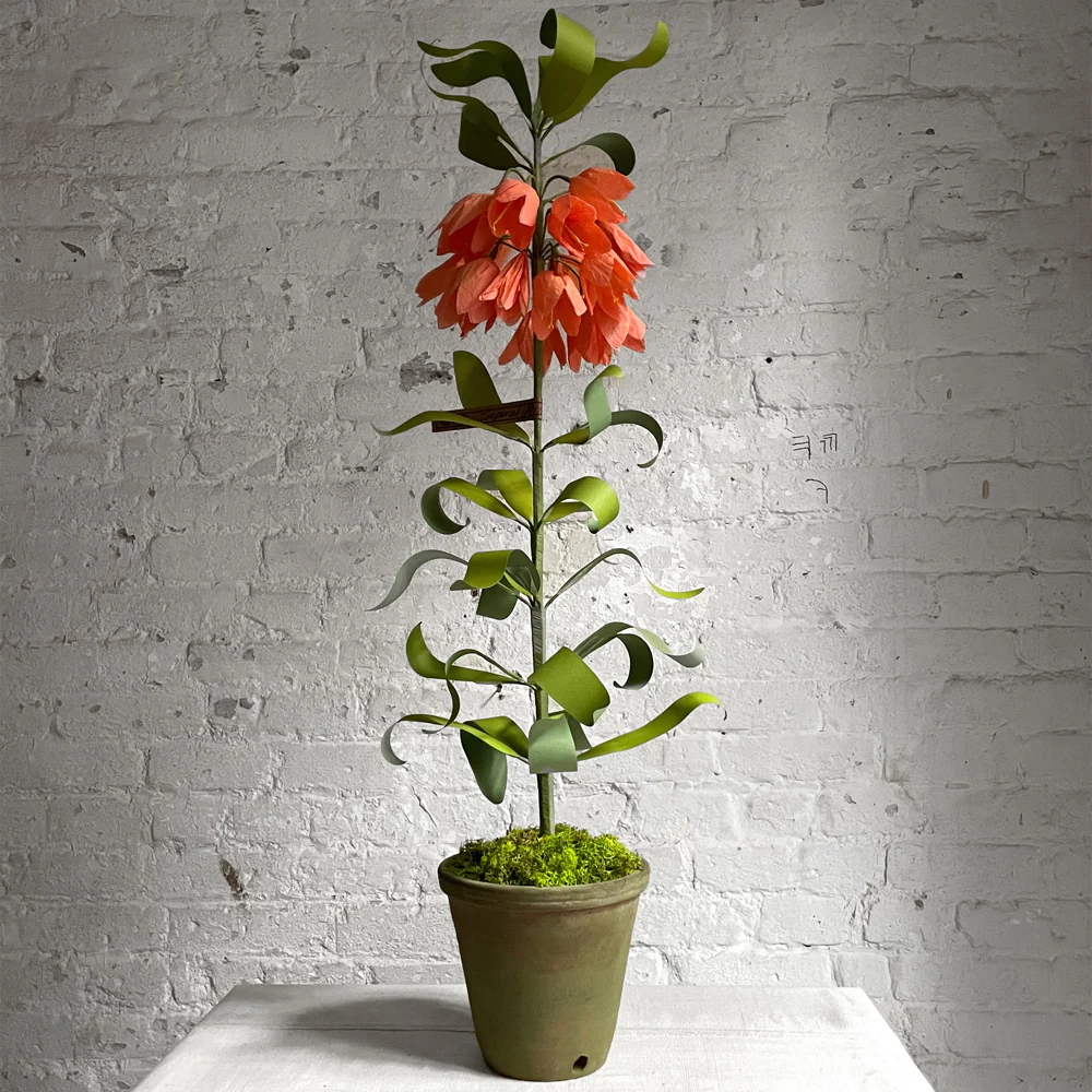The Green Vase Potted Imperial Fritillaria Plant Vase