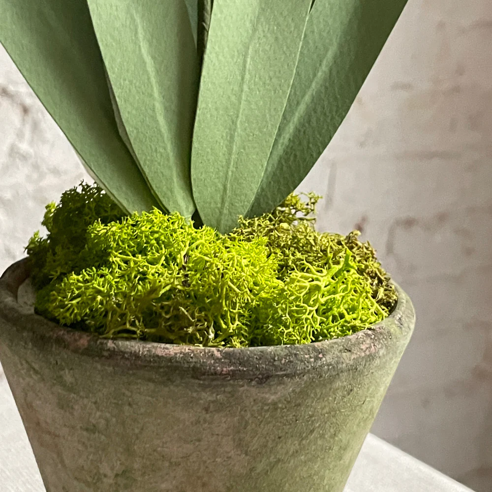 The Green Vase Potted Janquil Plant - Image 2