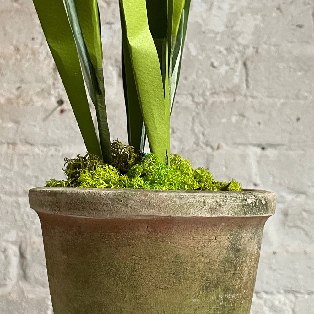 The Green Vase Potted Japanese Iris Plant - Image 3