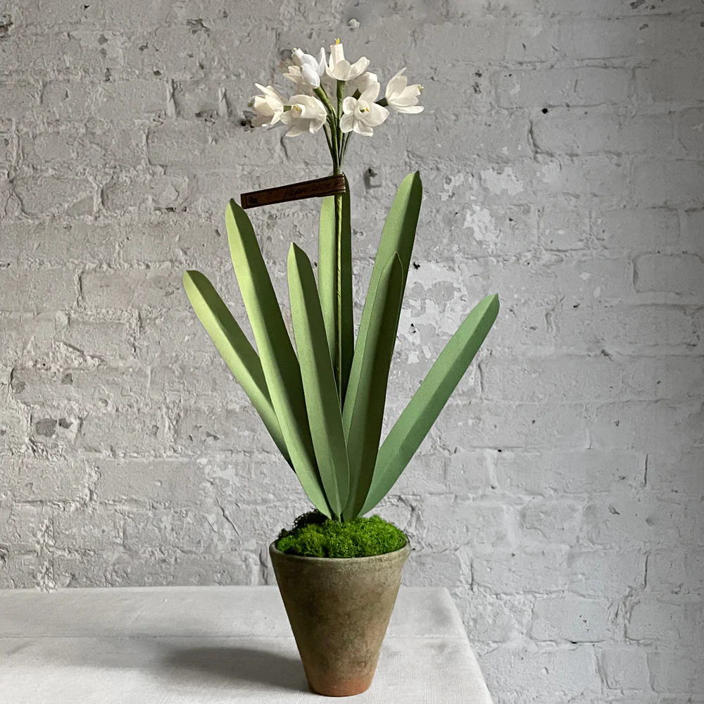 The Green Vase Potted Paper White Plant