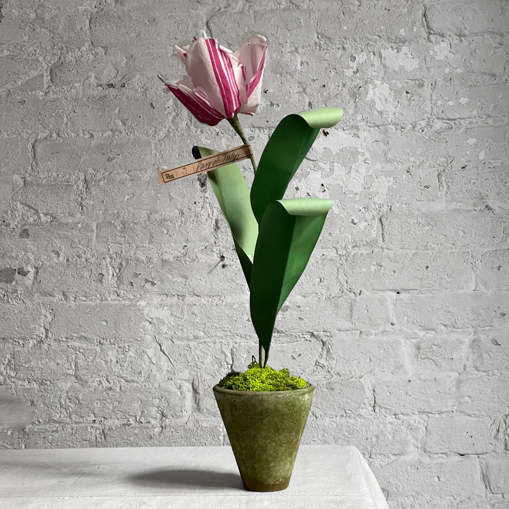 The Green Vase Potted Parrot Tulip
