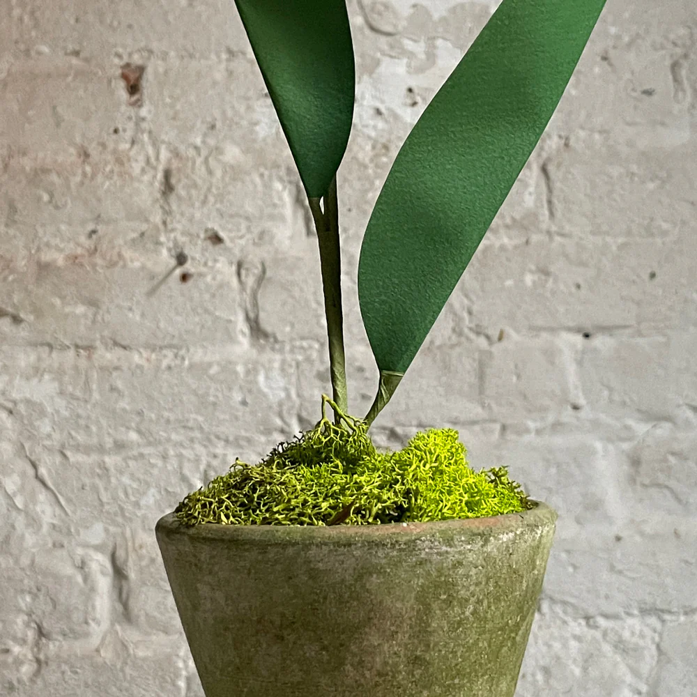 The Green Vase Potted Parrot Tulip - Image 3