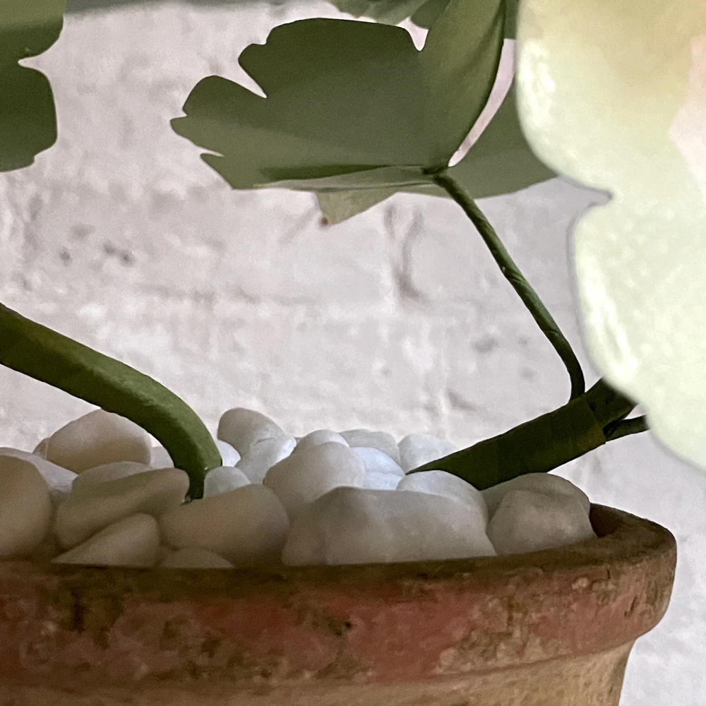 The Green Vase Potted Mini Pink Geranium - Image 4